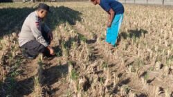 Bhabinkamtibmas Tamanan Turun ke Sawah, Perkuat Semangat Petani Jagung Dukung Swasembada Pangan Nasional