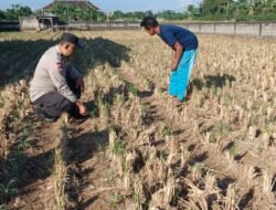 Bhabinkamtibmas Tamanan Turun ke Sawah, Perkuat Semangat Petani Jagung Dukung Swasembada Pangan Nasional