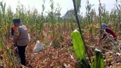 Bhabinkamtibmas Mrican Intensif Dampingi Petani Jagung, Perkuat Ketahanan Pangan Menuju Swasembada Nasional