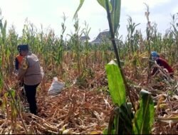 Bhabinkamtibmas Mrican Intensif Dampingi Petani Jagung, Perkuat Ketahanan Pangan Menuju Swasembada Nasional