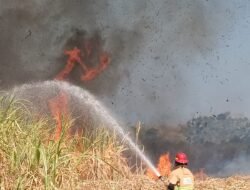 Lahan Tebu 8 Hektar di Tarokan Kediri Terbakar, Kerugian Capai Rp 780 Juta