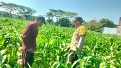 Bhabinkamtibmas Polsek Mojoroto Edukasi Petani Jagung di Ngampel, Perkuat Ketahanan Pangan Menuju Swasembada