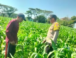 Bhabinkamtibmas Polsek Mojoroto Edukasi Petani Jagung di Ngampel, Perkuat Ketahanan Pangan Menuju Swasembada