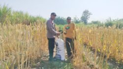 Bhabinkamtibmas Sidomulyo Dampingi Panen Jagung, Wujud Nyata Dukungan Polri terhadap Ketahanan Pangan Nasional