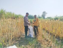Bhabinkamtibmas Sidomulyo Dampingi Panen Jagung, Wujud Nyata Dukungan Polri terhadap Ketahanan Pangan Nasional