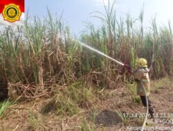 Cuaca Ekstrem dan Angin Kencang, Damkar Sigap Padamkan Kebakaran Lahan Tebu di Kepung Kediri