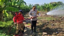 Hadapi Kemarau, Polres Pelabuhan Tanjungperak Siram Lahan Jagung Ketahanan Pangan