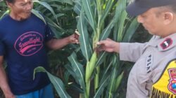 Bhabinkamtibmas Polsek Mojoroto Edukasi Petani Jagung, Perkuat Ketahanan Pangan Menuju Swasembada Nasional