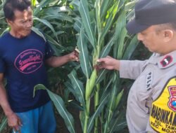 Bhabinkamtibmas Polsek Mojoroto Edukasi Petani Jagung, Perkuat Ketahanan Pangan Menuju Swasembada Nasional
