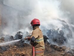 Kelalaian Membakar Sampah Picu Kebakaran Sepah Tebu di Ngadiluwih, Kerugian Capai Puluhan Juta