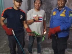 Biawak Masuk Dapur Warga di Ngasem, Damkar Kabupaten Kediri Berhasil Lakukan Evakuasi