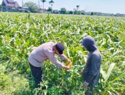 Bhabinkamtibmas Semampir Turun ke Lahan Jagung, Edukasi Petani Dukung Swasembada Pangan Nasional