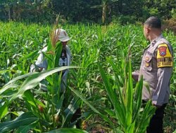 Bhabinkamtibmas Polsek Tarokan Cek Lahan Jagung dan Edukasi Petani, Dukung Swasembada Pangan Nasional
