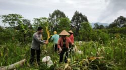 Bhabinkamtibmas Desa Puhsarang Dampingi Petani Panen Jagung, Perkuat Ketahanan Pangan Nasional