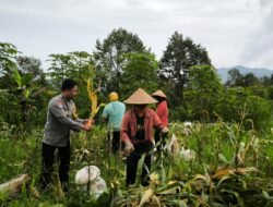 Bhabinkamtibmas Desa Puhsarang Dampingi Petani Panen Jagung, Perkuat Ketahanan Pangan Nasional