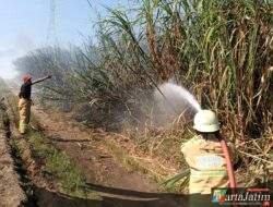 Kebakaran Lahan Tebu di Plosoklaten Kediri Nyaris Hanguskan Ratusan Juta, Damkar Bergerak Cepat!