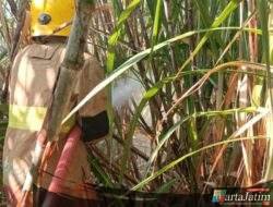 Rentetan Kebakaran Lahan Tebu Hantui Kediri, Damkar Minta Warga Setop Asal Bakar Daduk!