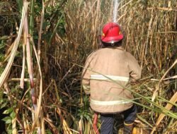 Kelalaian Berujung Kerugian: Lahan Tebu di Ngasem Terbakar, Damkar Kediri Ingatkan Waspada Musim Kemarau