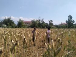 Bhabinkamtibmas Desa Kerep Dampingi Petani, Dorong Produktivitas Jagung Dukung Ketahanan Pangan