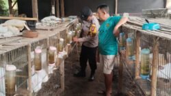 Polsek Kepung Dorong Pengembangan Peternakan Kelinci untuk Ketahanan Pangan