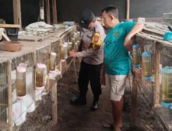 Polsek Kepung Dorong Pengembangan Peternakan Kelinci untuk Ketahanan Pangan