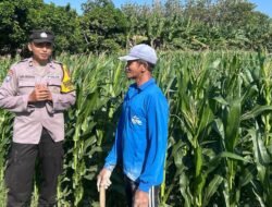 Sambang Lahan Pertanian, Bhabinkamtibmas Grogol Berikan Edukasi kepada Petani Jagung