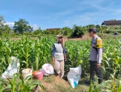Bhabinkamtibmas Desa Jabon Dampingi Petani Lakukan Pemupukan Jagung, Dukung Ketahanan Pangan Nasional