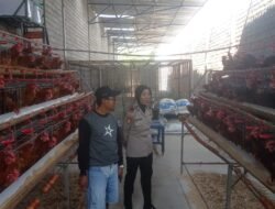 Dorong Produktivitas Peternak, Kapolsek Papar Dukung Program Ketahanan Pangan