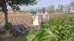 Bhabinkamtibmas Polsek Banyakan Cek Tanaman Jagung, Dorong Petani Perkuat Ketahanan Pangan