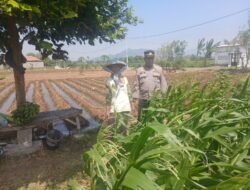 Bhabinkamtibmas Polsek Banyakan Cek Tanaman Jagung, Dorong Petani Perkuat Ketahanan Pangan