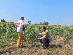 Bhabinkamtibmas Tamanan Dampingi Petani Jagung, Dorong Ketahanan Pangan dan Swasembada Nasional