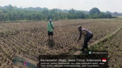 Bhabinkamtibmas Tambibendo Turun ke Sawah, Dukung Warga Perkuat Ketahanan Pangan Lewat Tanaman Jagung