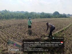 Bhabinkamtibmas Tambibendo Turun ke Sawah, Dukung Warga Perkuat Ketahanan Pangan Lewat Tanaman Jagung