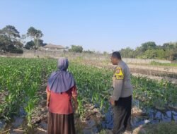 Polsek Wates Kawal Ketahanan Pangan Lewat Pendampingan Petani Jagung