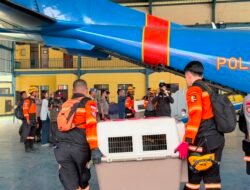 Terbang dengan Pesawat Khusus, Polri Kerahkan 10 K9 SAR Berpengalaman ke Flores, Misi Pencarian Korban