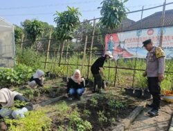 Pekarangan Warga Jadi Penopang Ketahanan Pangan di Plosoklaten