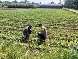 Bhabinkamtibmas Badal Ikut Cek Tanaman, Hama dan Gulma Jadi Perhatian Petani