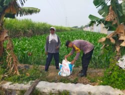 Bhabinkamtibmas Rejomulyo Turun ke Lahan Jagung, Dampingi Petani Persiapkan Pemupukan