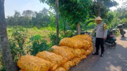 Jaga Ketahanan Pangan, Bhabinkamtibmas Dermo Aktif Dampingi Petani hingga Masa Panen