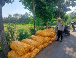 Jaga Ketahanan Pangan, Bhabinkamtibmas Dermo Aktif Dampingi Petani hingga Masa Panen