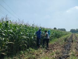 Polsek Pagu Perkuat Pendampingan Petani dalam Program Ketahanan Pangan