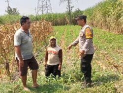 Polsek Papar Pantau Perkembangan Kelompok Tani dalam Program Ketahanan Pangan