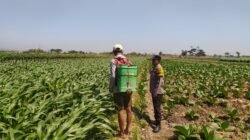 Bhabinkamtibmas Dampingi Petani, Dukung Ketahanan Pangan dari Lahan Jagung