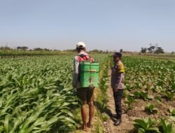 Bhabinkamtibmas Dampingi Petani, Dukung Ketahanan Pangan dari Lahan Jagung