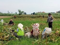 Bhabinkamtibmas Mrican Dampingi Petani Panen Jagung, Dukung Ketahanan Pangan di Kota Kediri