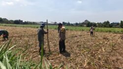 Bhabinkamtibmas Tamanan Turun ke Sawah, Dampingi Petani Tanam Jagung dengan Cara Konvensional
