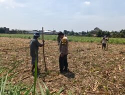 Bhabinkamtibmas Tamanan Turun ke Sawah, Dampingi Petani Tanam Jagung dengan Cara Konvensional