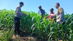 Dari Perawatan hingga Pengendalian Hama, Polsek Ngancar Dampingi Petani Babadan