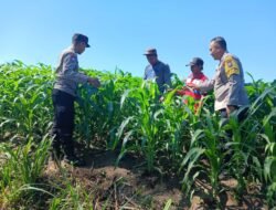 Dari Perawatan hingga Pengendalian Hama, Polsek Ngancar Dampingi Petani Babadan