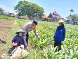 Bhabinkamtibmas Semampir Dampingi Petani, Dorong Produktivitas Jagung untuk Dukung Swasembada Pangan